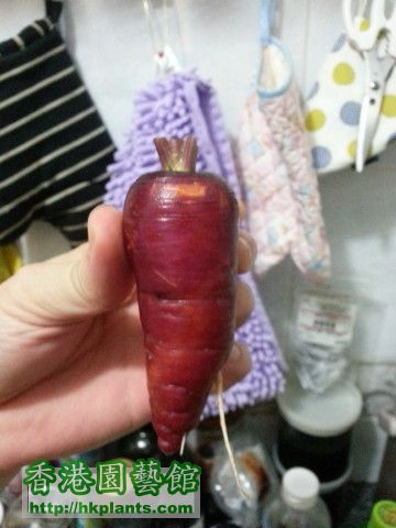 carrot120001.jpg