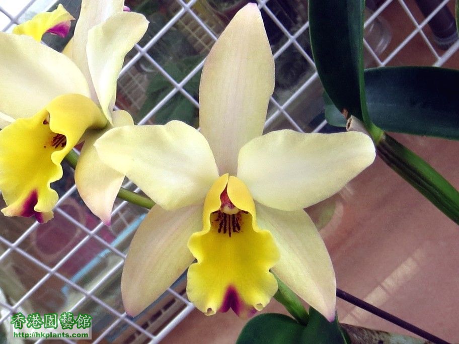 Cattleya Yellow Hybrid -b 20 Feb 2013.jpg