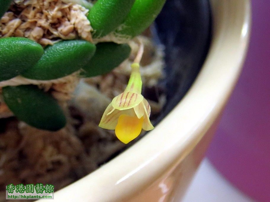 Dendrobium lichenastrum -c 20 Feb 2013.jpg