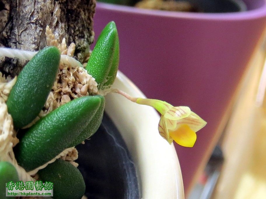 Dendrobium lichenastrum -d 20 Feb 2013.jpg