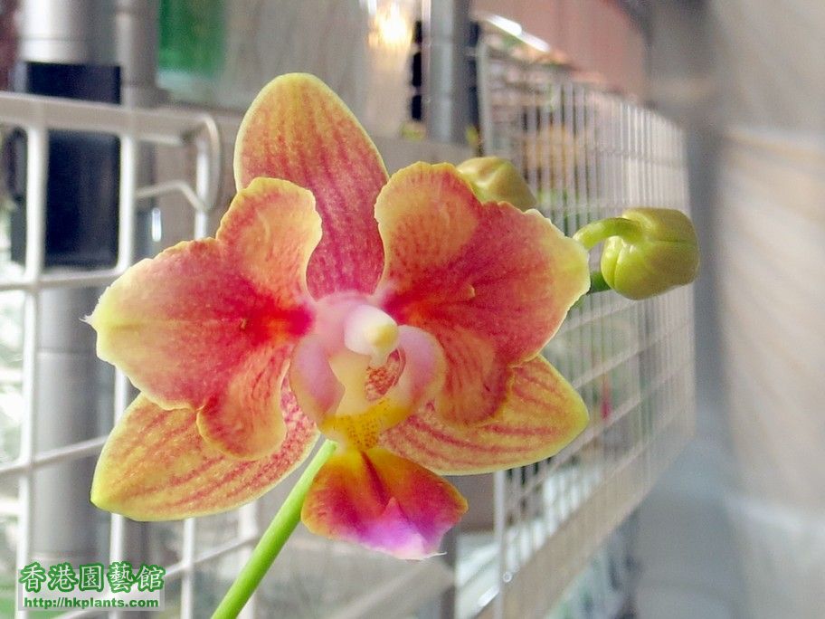 Phal. orange hybrid 3唇瓣 -b 20 Feb 2013.jpg