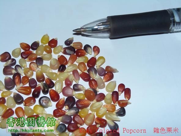 Mini Colored Popcorn  雜色栗米