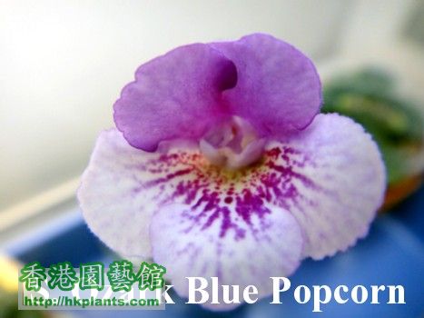 S. Ozark Blue Popcorn.jpg