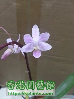 Phalaenopsis equestris