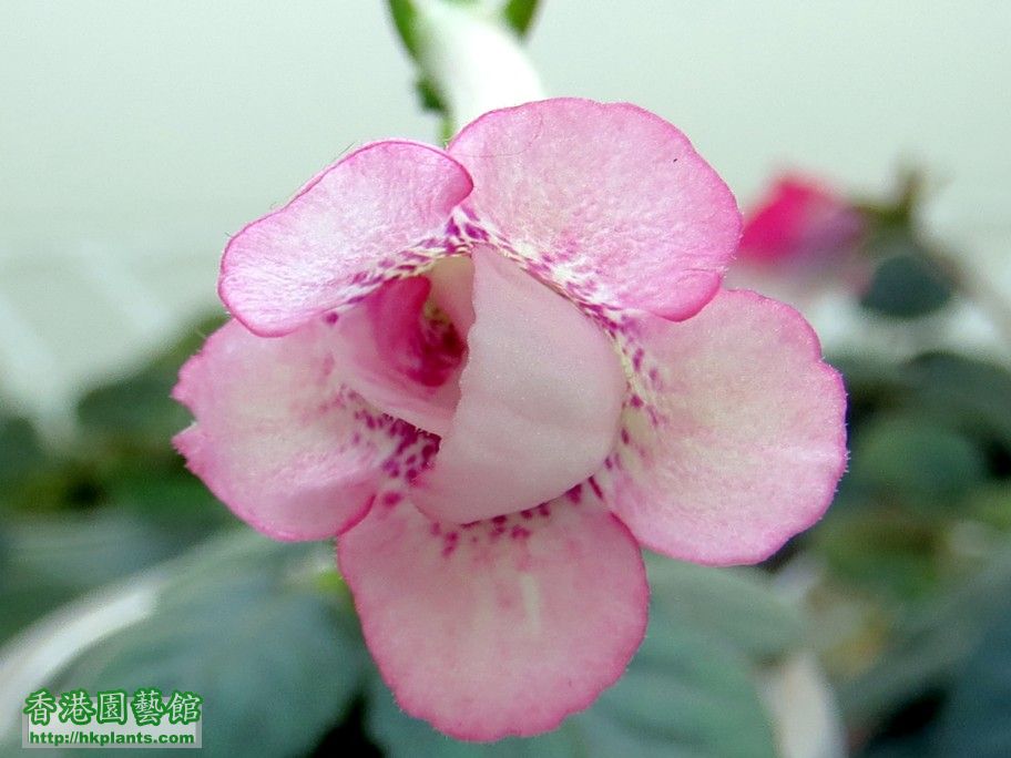 S. Ozark Pink Popcorn -a 23 Feb 2013.jpg