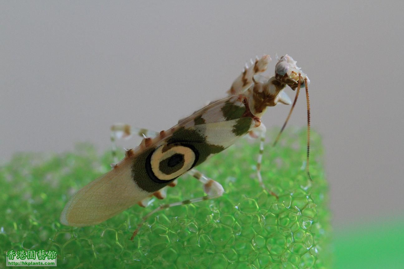 刺花螳螂(羽化成虫篇)