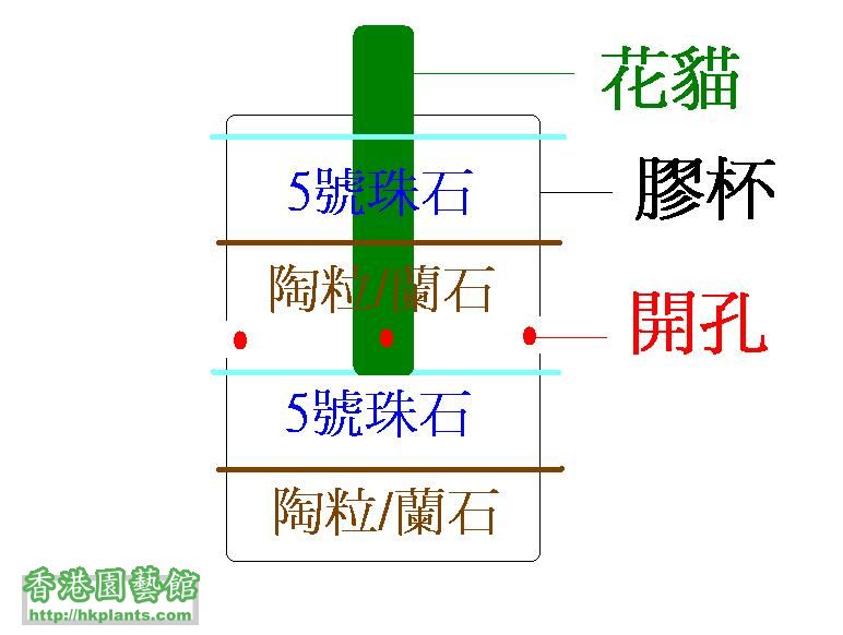 半水種花貓解說圖.JPG