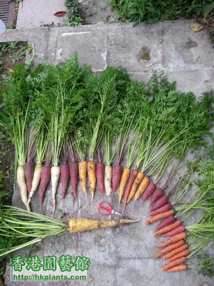 carrots0302a0001.jpg