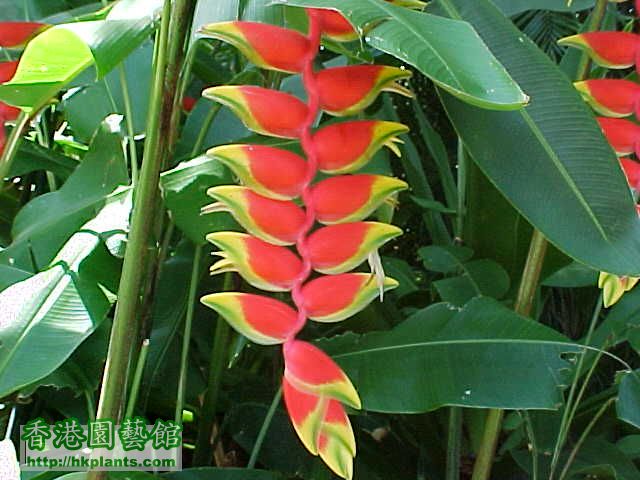 heliconia01.jpg