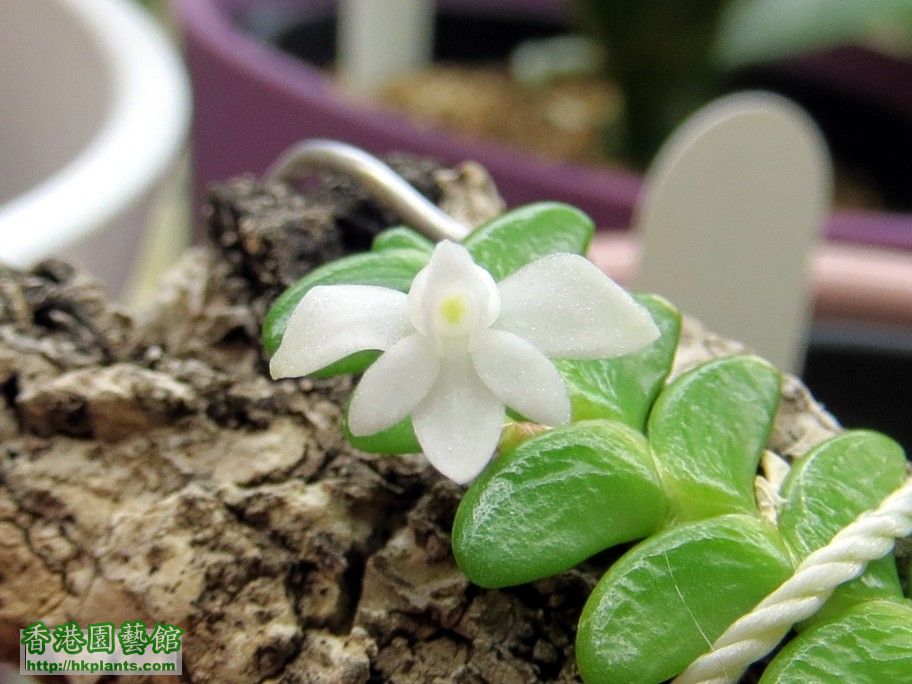 Angraecum distichum -a 20 Mar 2013.jpg