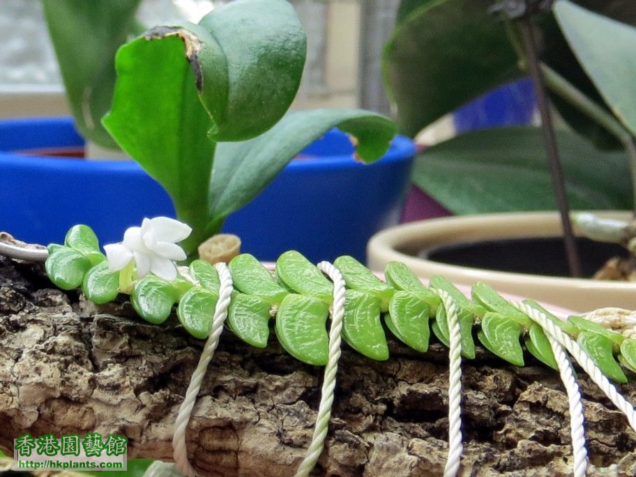 Angraecum distichum -c 20 Mar 2013.jpg