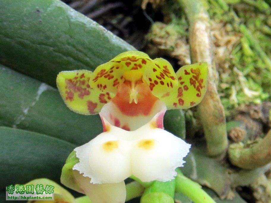 Gastrochilus hainanensis  -a 20 Mar 2013.jpg