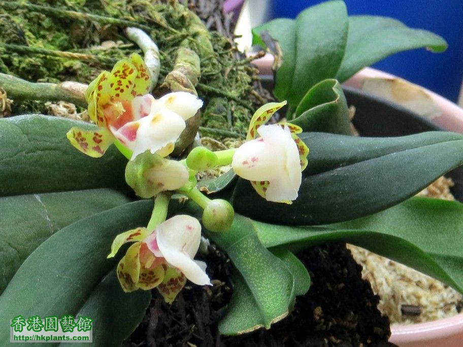 Gastrochilus hainanensis  -c 20 Mar 2013.jpg