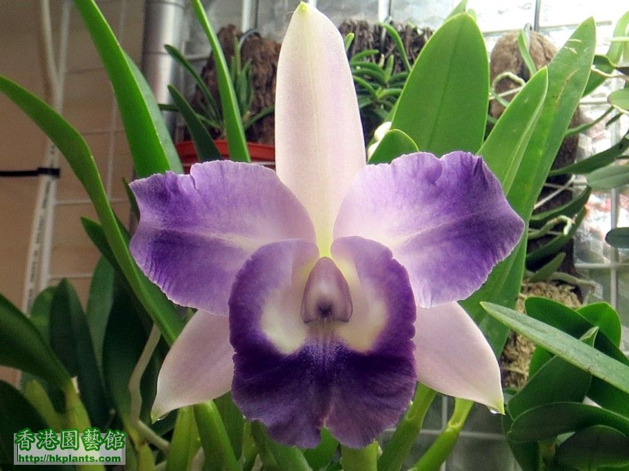 Lc. Cariad\\\'s Mini-Quinnee \\\'Angel kiss\\\' -a 20 Mar 2013.jpg