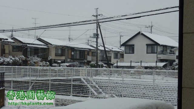 20131月第一次落雪01