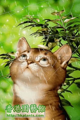 rain-on-cat-live-wallpaper-10-1.jpg