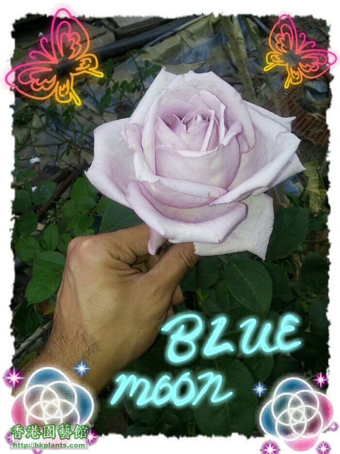 blue moon 3.jpg