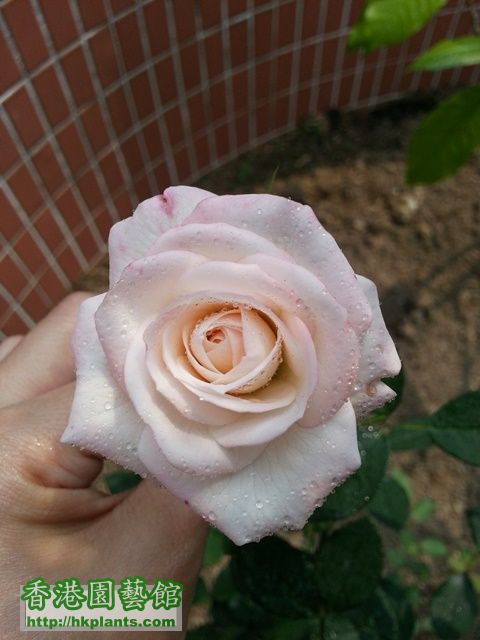 粉玫瑰2.jpg