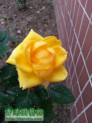 荷蘭黃玫瑰2.jpg