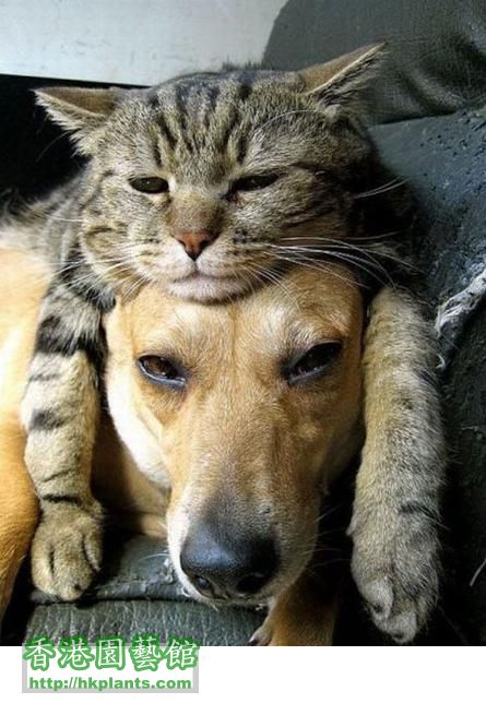 funny-tired-cat-dog-sleeping.jpg