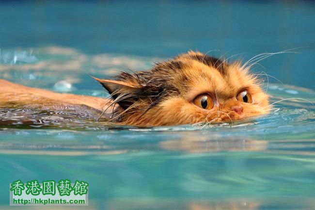 211098-swimming-cat.jpg