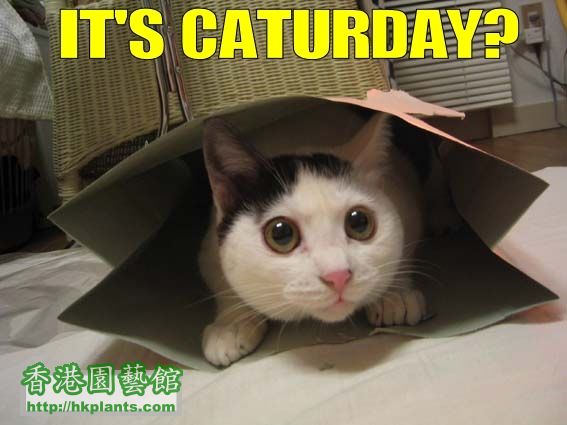Caturdaycat.jpg