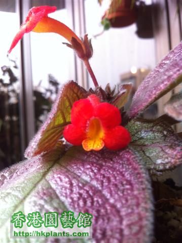 E. Strawberry P flower 3-13 (Small).jpg