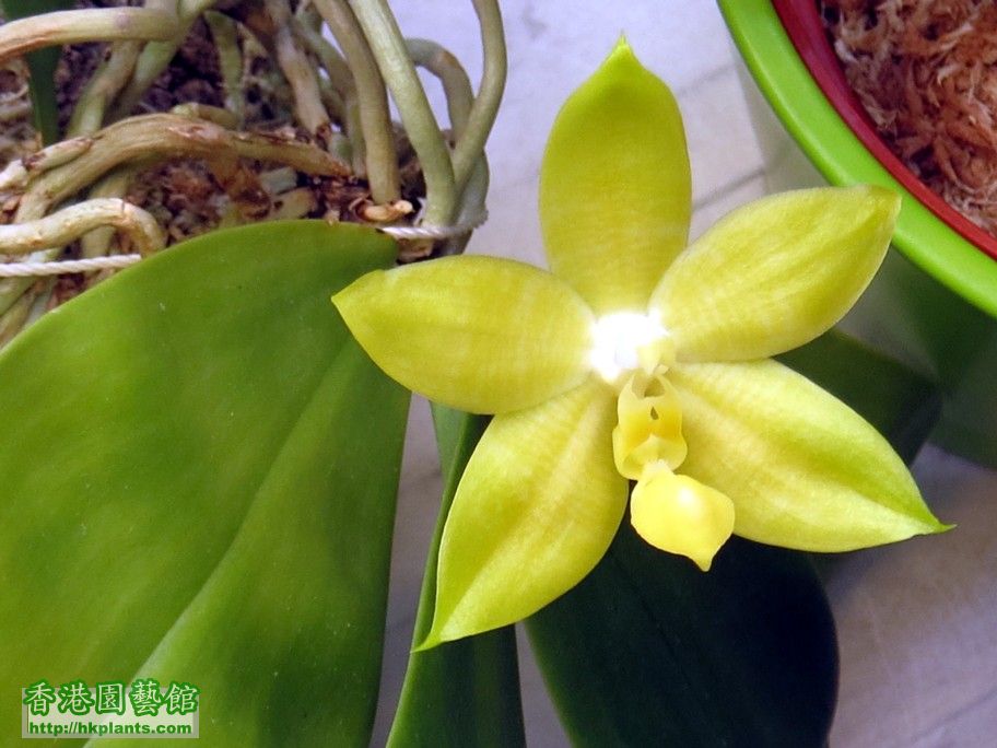 Phal. amboinensis x Phal. bellina var. alba-c - 15 Apr 2013.jpg