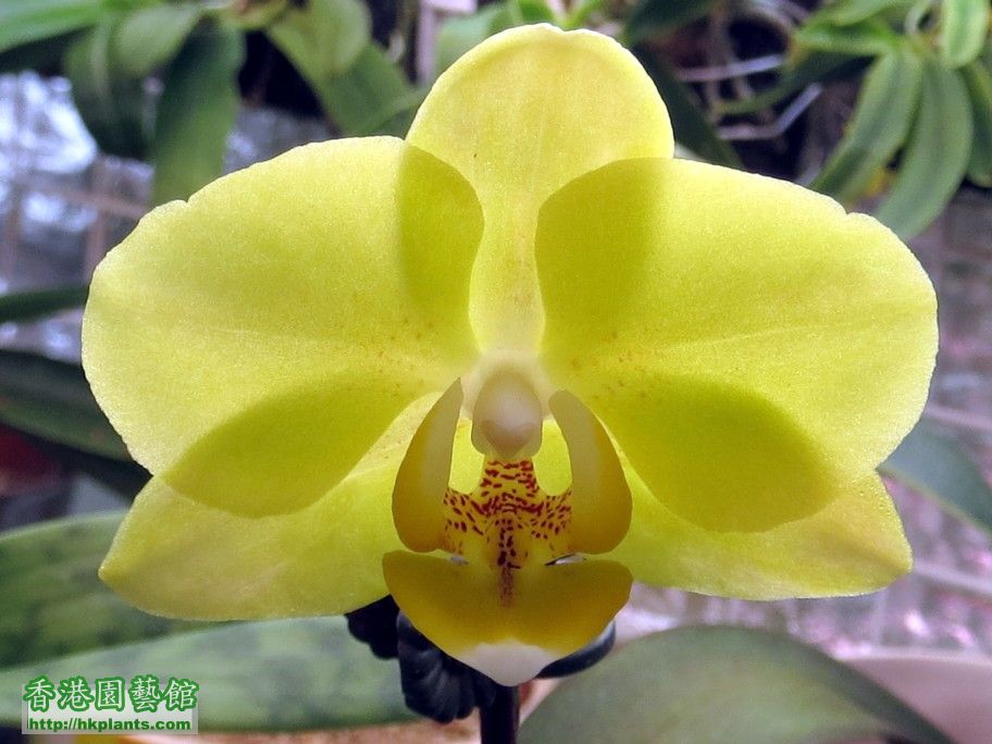 Phal. Hybrid 21 - 15 Apr 2013.jpg