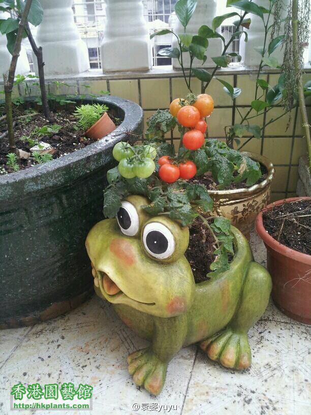 青蛙番茄