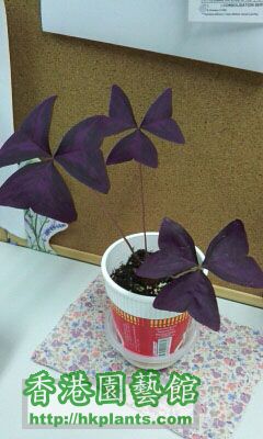紫葉酢醬草
