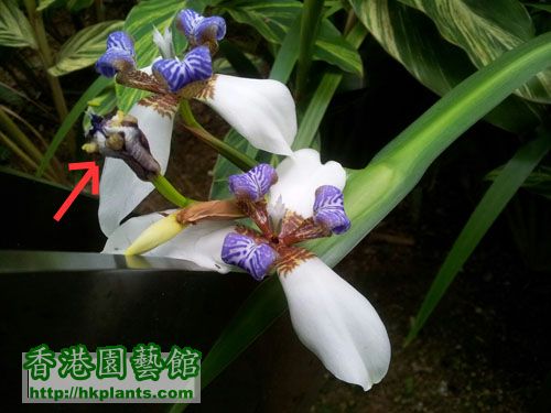 iris-2013-04