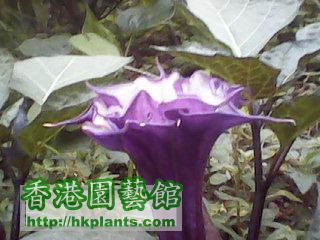紫色曼陀羅