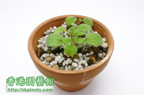 Alsobia dianthiflora (小天鵝).jpg