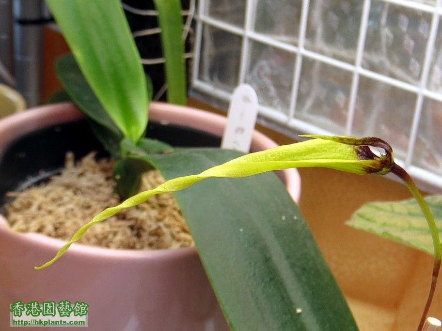 Bulbophyllum contortisepalum (yellow)b - 04 May 2013.jpg