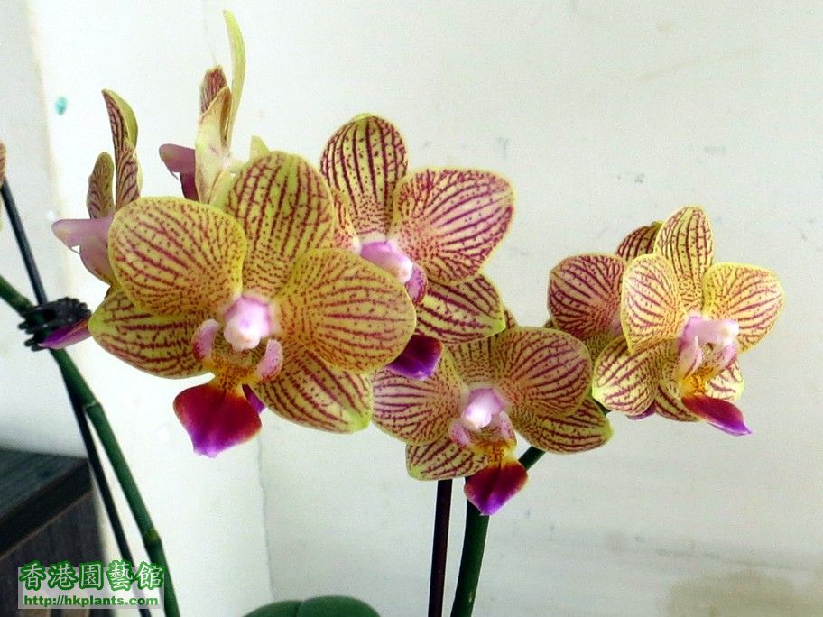 Phal. Hybrid 23b - 04 May 2013.jpg