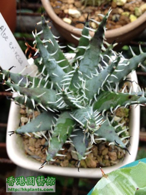 Aloe Erinacea