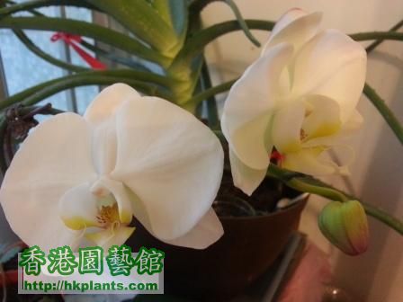 orchid 5.jpg