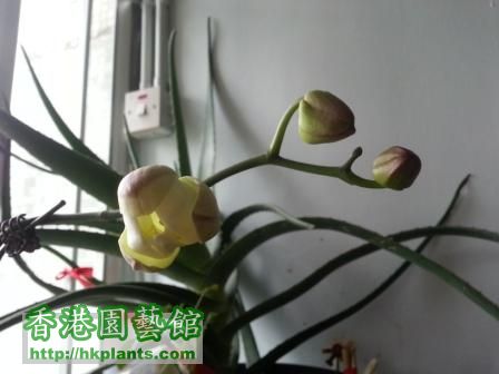 orchid 1.jpg