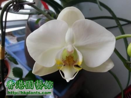 orchid 4.jpg