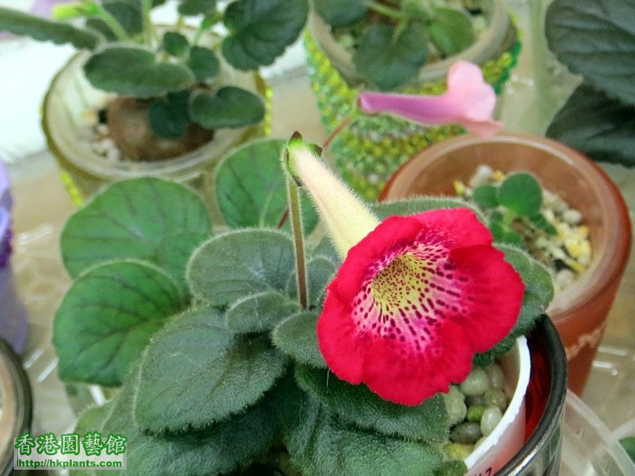 S. AQ\'s Hybrid 深紅色(劉姐) -c 05 Jun 2013.jpg