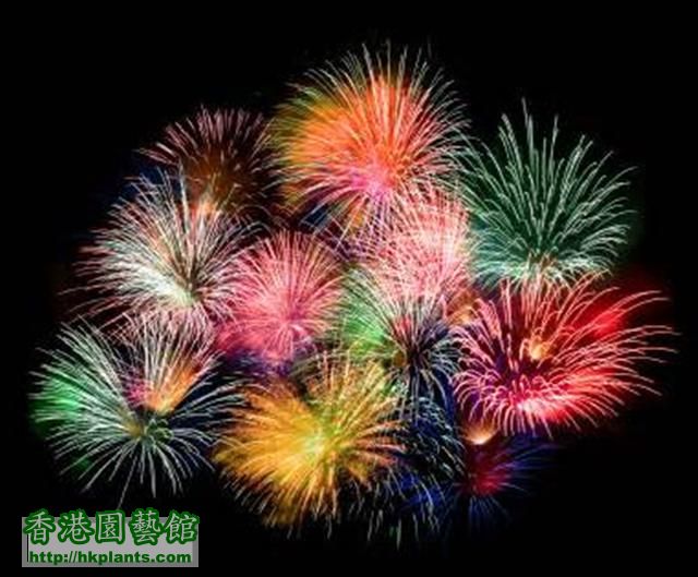 fireworks2 (Small).jpg