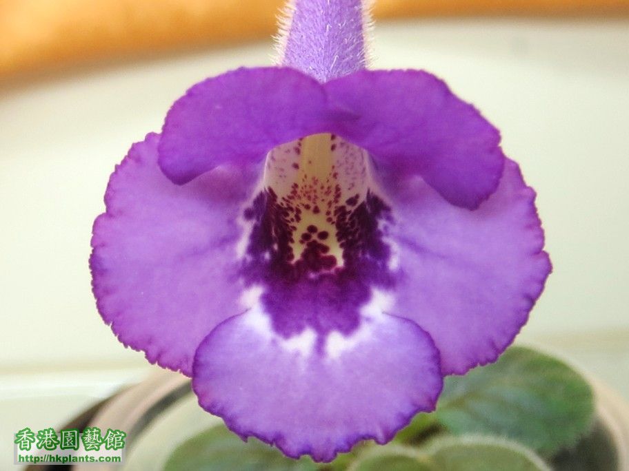 S. Hybrid Purple 1 (J) -a 09 Jun 2013.jpg