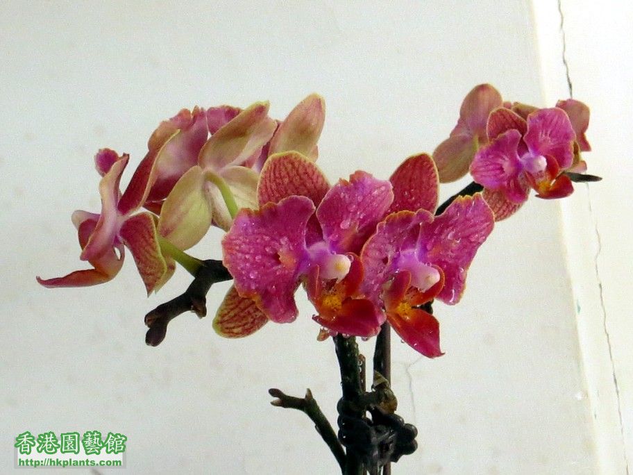 Phal. Hybrid 19 -b 14 Jun 2013.jpg