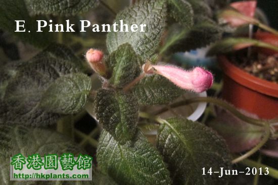 E. Pink Panther-2013-06-14