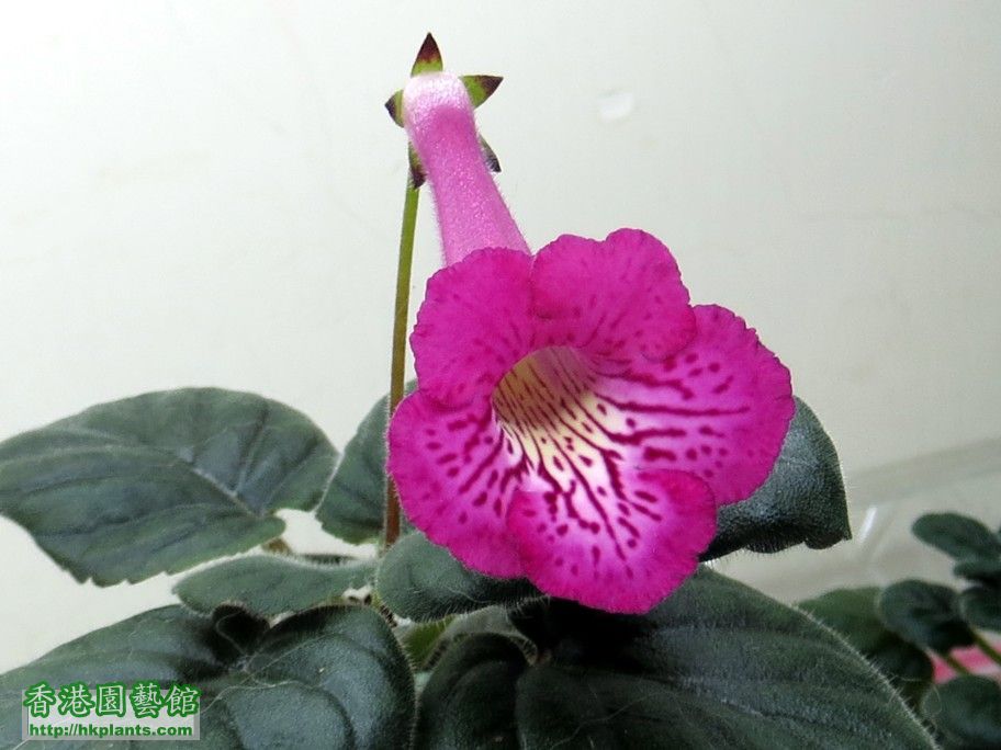 S. HCY\'s Hybrid (木紋) 劉姐 -c 18 Jun 2013.jpg