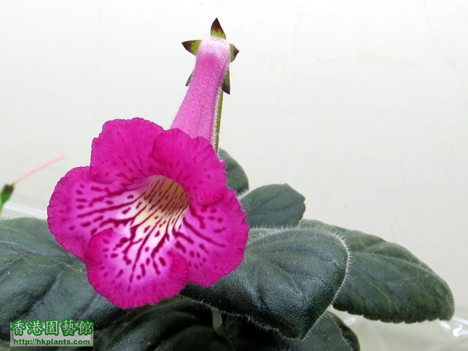 S. HCY\'s Hybrid (木紋) 劉姐 -b 18 Jun 2013.jpg