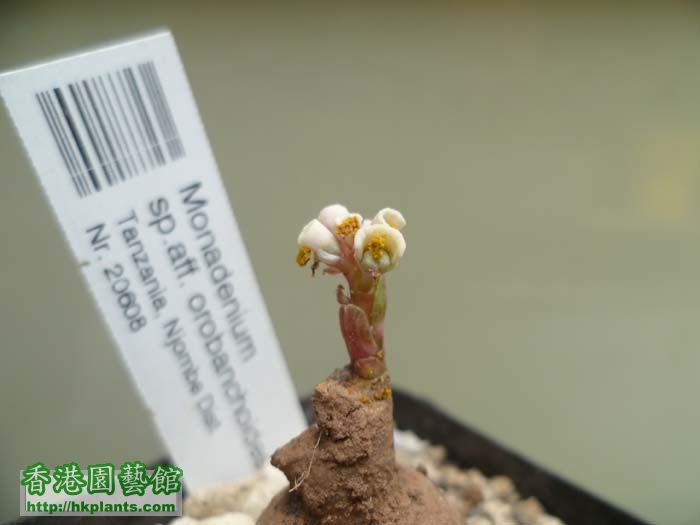 monadenium sp.aff. orobanchoides 01