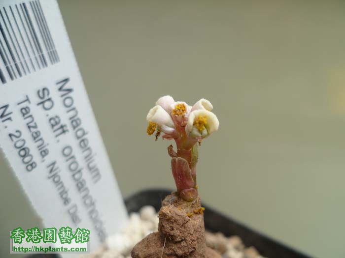 monadenium sp.aff. orobanchoides 04