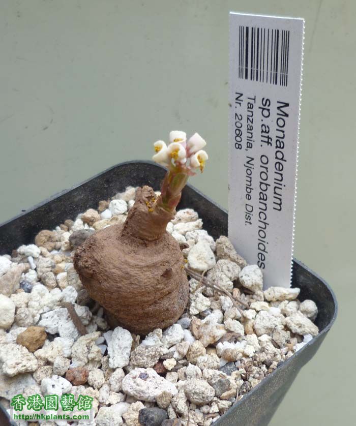 monadenium sp.aff. orobanchoides 03